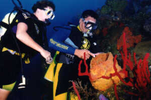 diving in Roatan